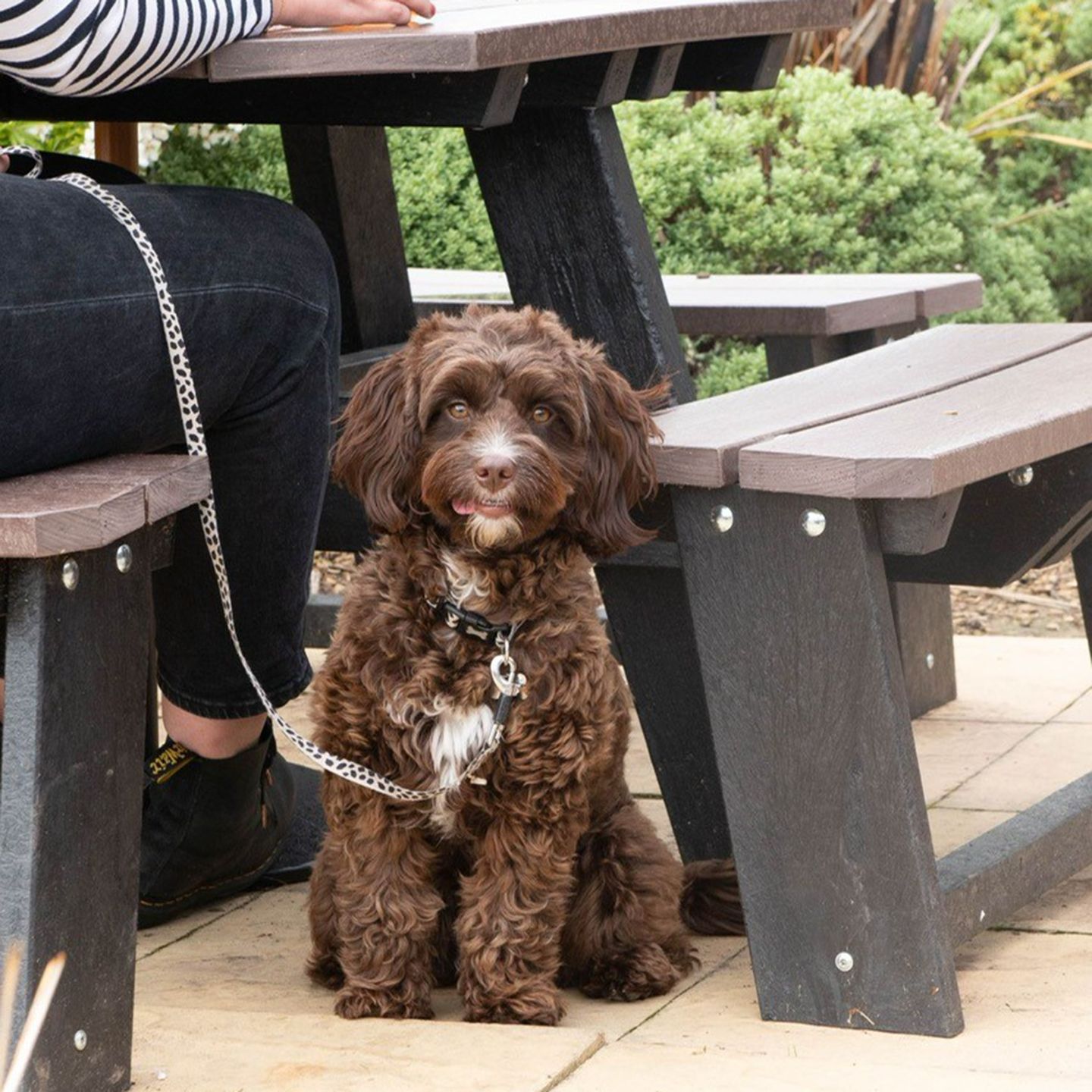 Your local dog friendly pub in Shuttington